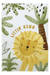 Kindervloerkleed – Wonder Leeuw Geel